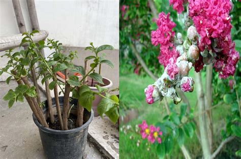 Beyond Blooms: Exploring the Other Magical Features of Crepe Myrtles